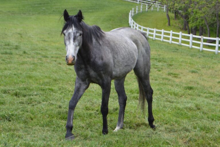 ASPCA Right Horse Adoptable Horse of the Week: Trip Sevens (Ace)