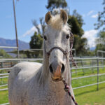 Adoptable horse Tundra.