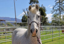 ASPCA Right Horse Adoptable Horse of the Week: Tundra Adoptable horse Tundra.