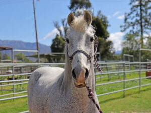 ASPCA Right Horse Adoptable Horse of the Week: Tundra