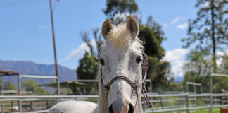 Adoptable horse Tundra.