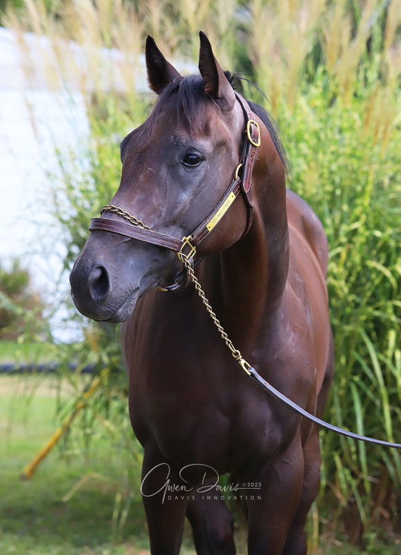 Adoptable horse Uroncillo