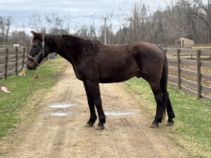ASPCA Right Horse Adoptable Horse of the Week: Valet