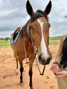 ASPCA Right Horse Adoptable Horse of the Week: Vision of Elias