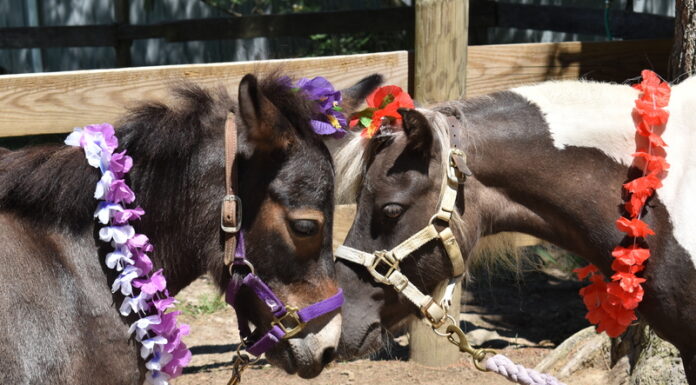 Adoptable equines Vixen and Pipsqueak