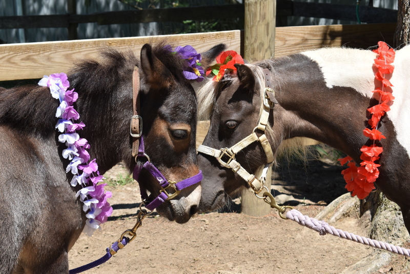 Adoptable equines Vixen and Pipsqueak