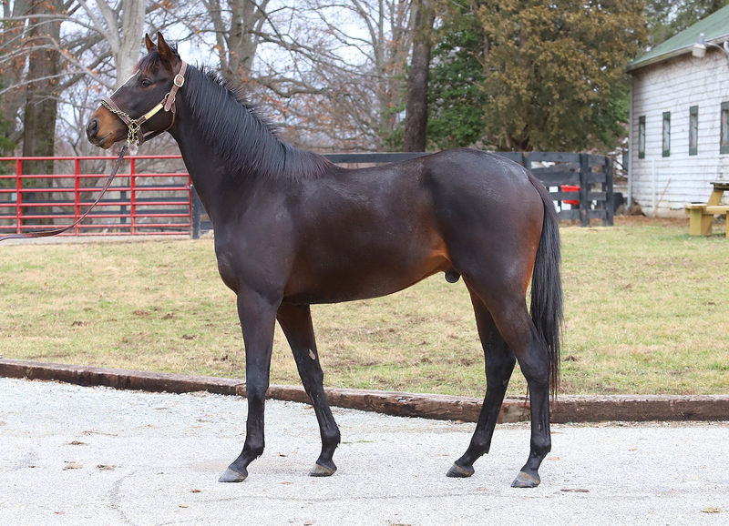 Adoptable horse Whenelephantsfly