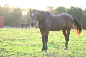ASPCA Right Horse Adoptable Horse of the Week: Windsor