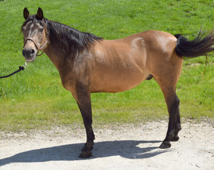 ASPCA Right Horse Adoptable Horse of the Week Xanthus