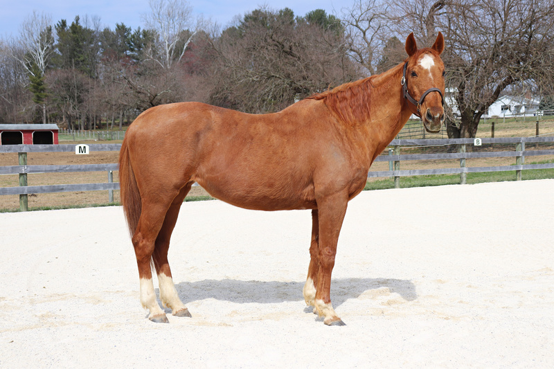 Conformation photo of a chestnut mare