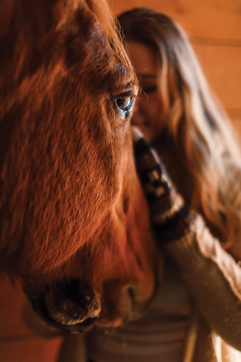 horse adoption