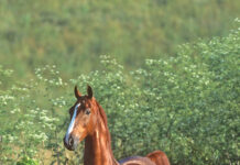 A portrait of a chestnut American Saddlebred horse with a flowing tail