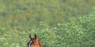 A portrait of a chestnut American Saddlebred horse with a flowing tail