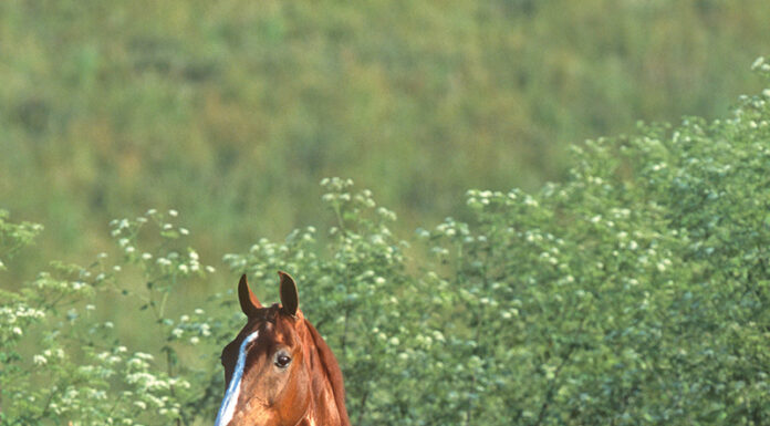 A portrait of a chestnut American Saddlebred horse with a flowing tail