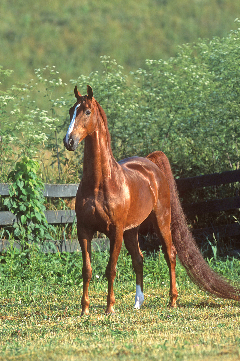 A portrait of a chestnut American Saddlebred horse with a flowing tail