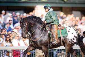Breed Portrait: American Sugarbush Harlequin Draft Horse
