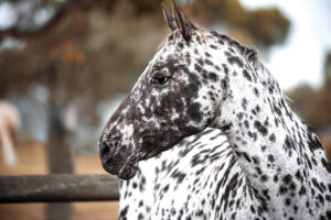 Spot the Difference: The Appaloosa and Knabstrupper