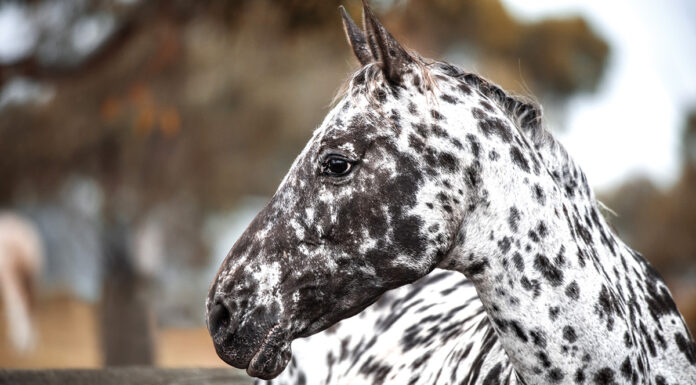 A leopard Appaloosa
