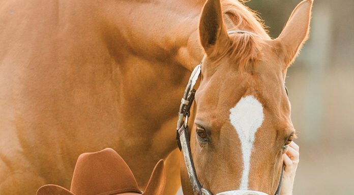 Athenian Lady, the 2024 BreyerFest Celebration Horse, with her Breyer model. Enter this essay contest so your favorite horse can become a Breyer, too.