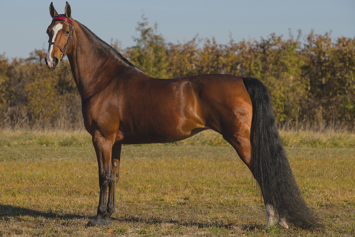 American Saddlebred