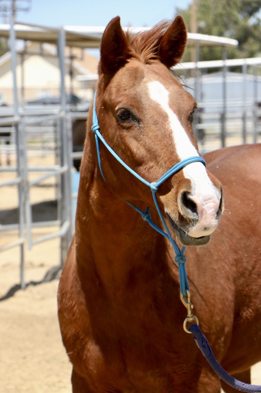 Adoptable horse Barbie