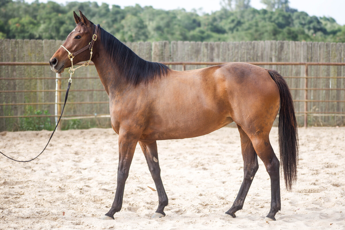 Win Often AKA Whinny, a featured adoptable horse in Barn Banter episode 37.