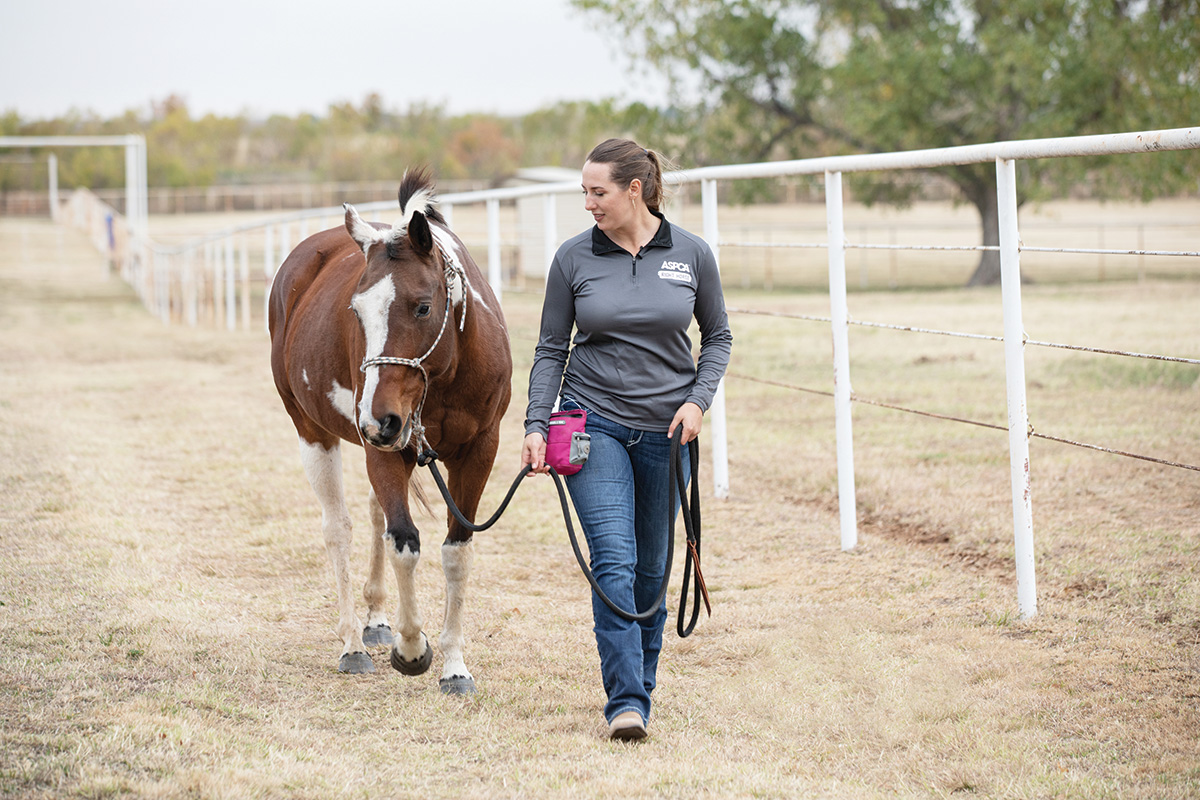 A horse at the ASPCA Equine Transition and Adoption Center (ETAC), where the Basic Behaviors Profile is used to evaluate a horse's temperament.