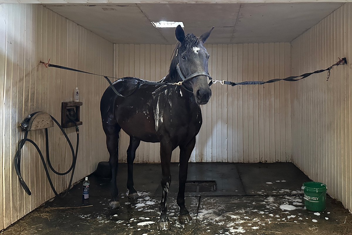 Horse getting bath