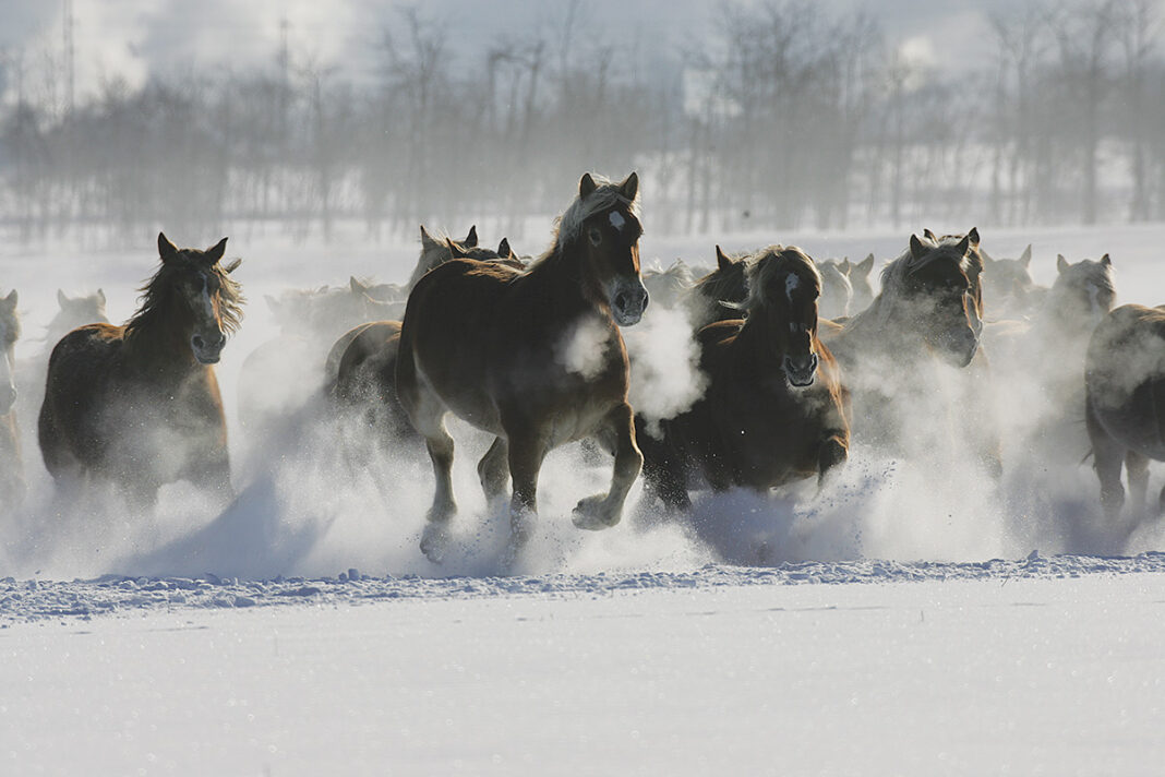 Mini Draft The Miniature Horse - Horse Illustrated