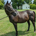 Adoptable horse Classical Fashion, a retired Thoroughbred broodmare