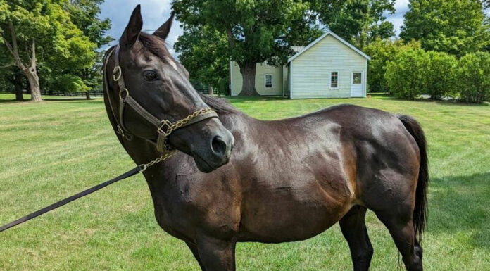 Adoptable horse Classical Fashion, a retired Thoroughbred broodmare