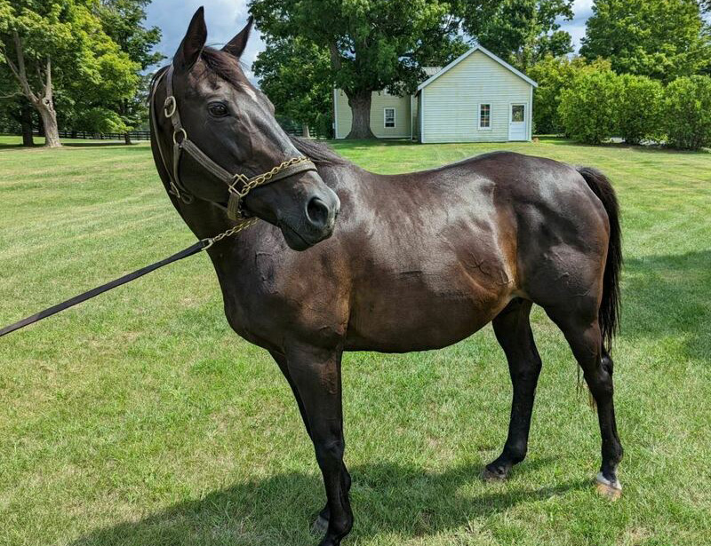 Adoptable horse Classical Fashion, a retired Thoroughbred broodmare