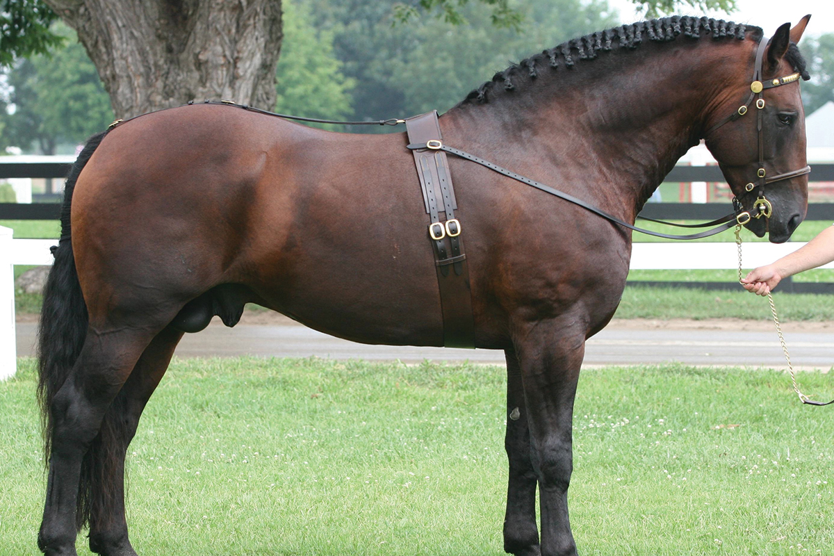 endangered horse breed