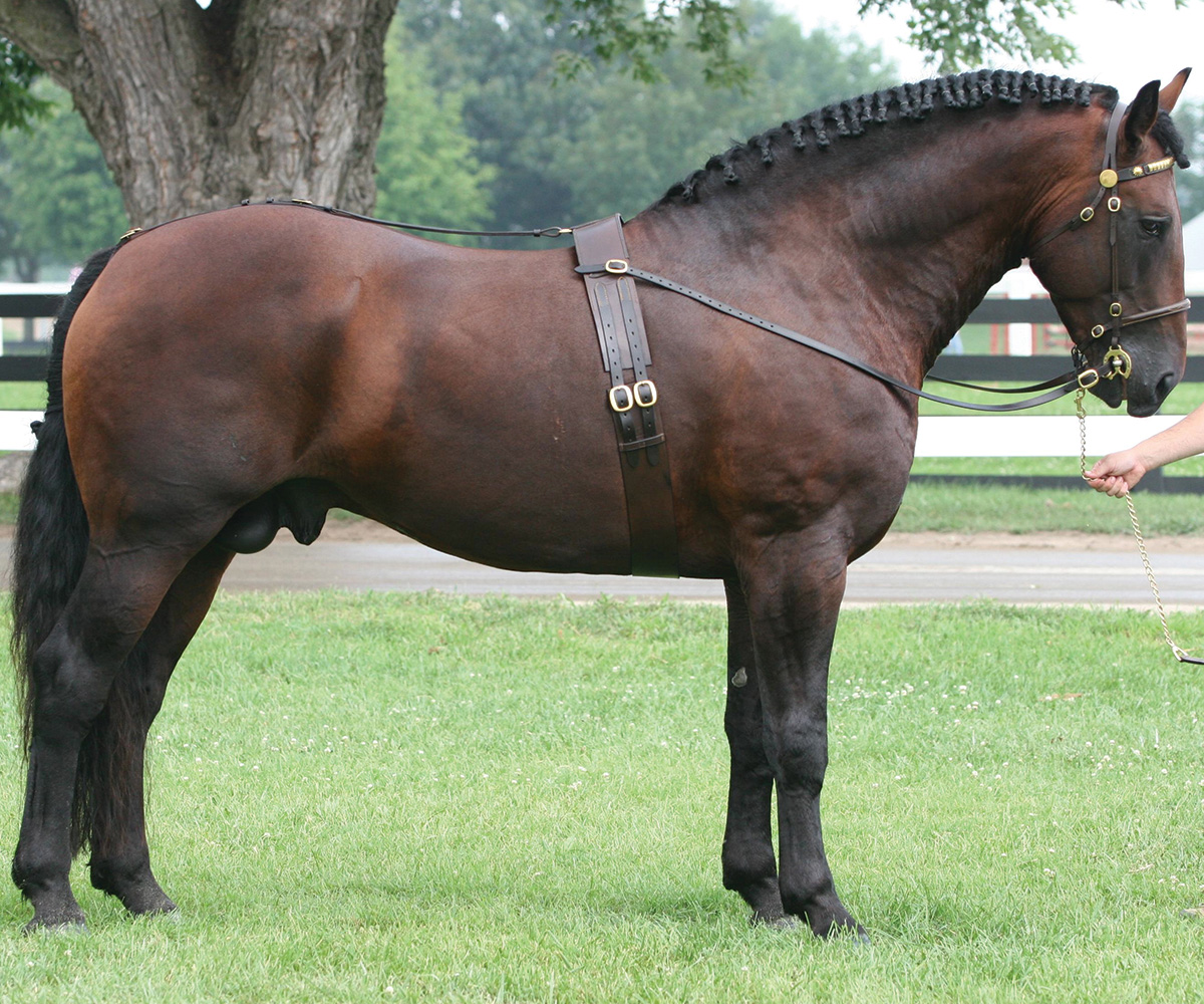 A Cleveland Bay stallion, an endangered equine breed