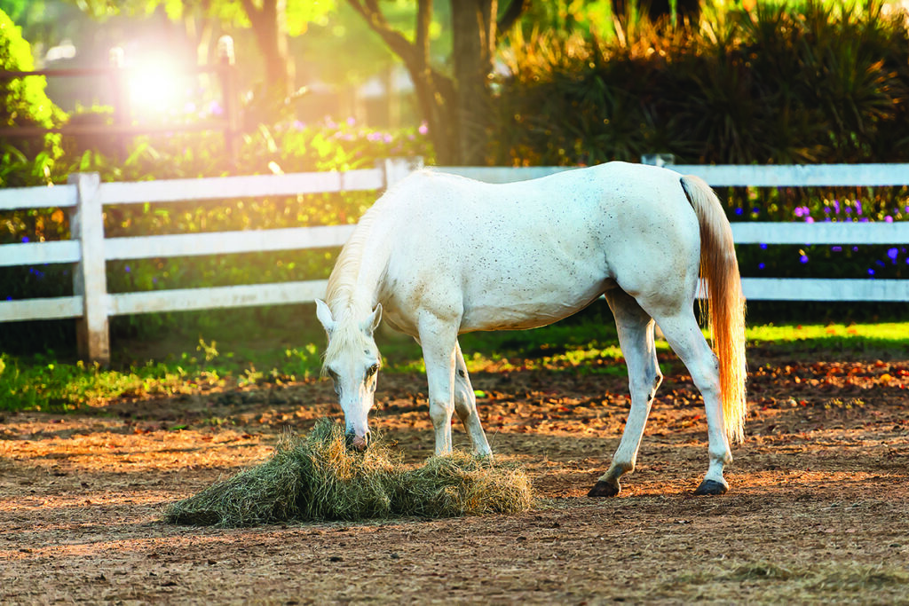 equine impaction colic