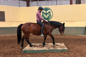 How Colorado State University’s Equine Program is Helping Adoptable Horses