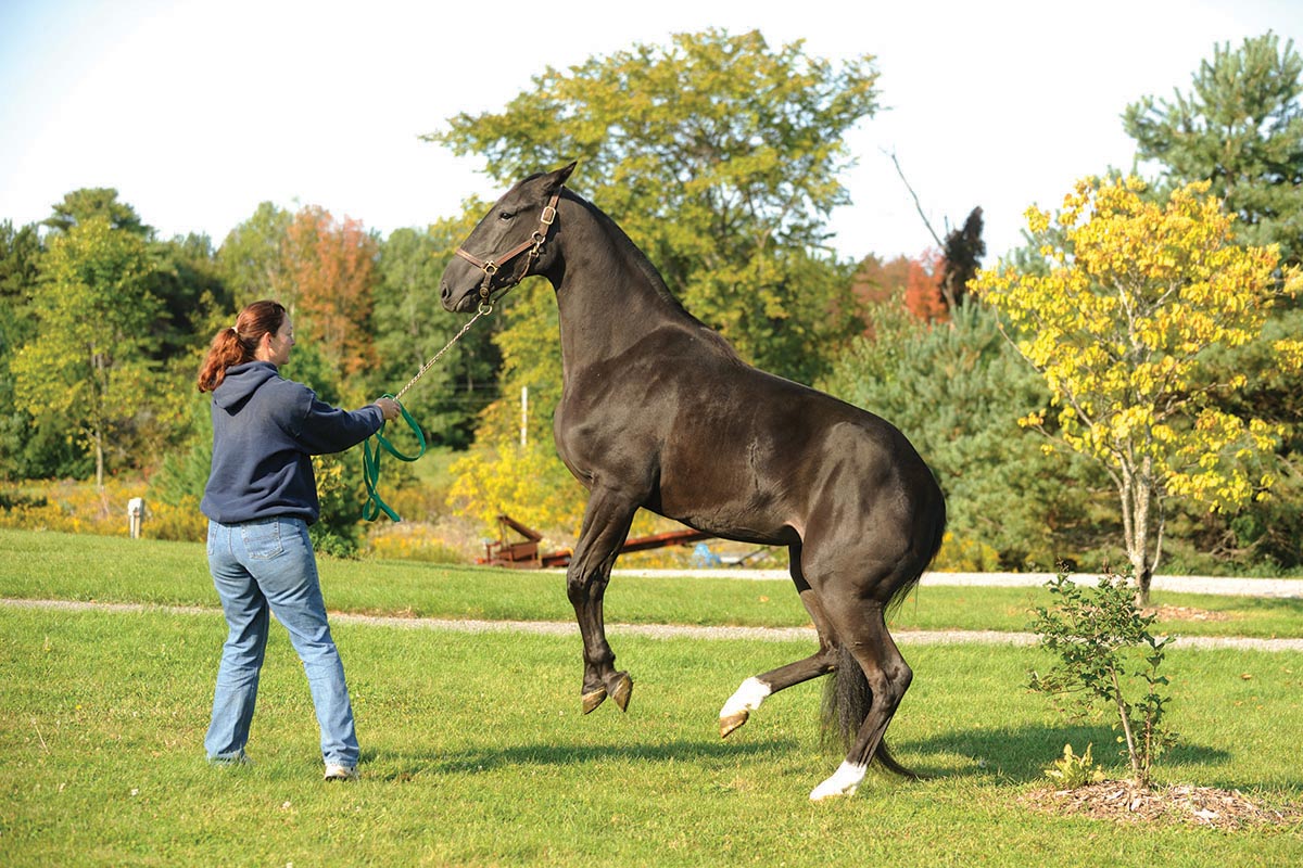 how horses communicate pain