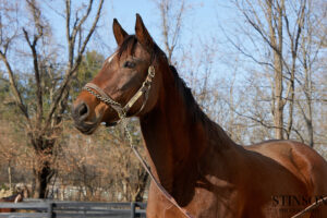 ASPCA Right Horse Adoptable Horse of the Week: Divine Indy