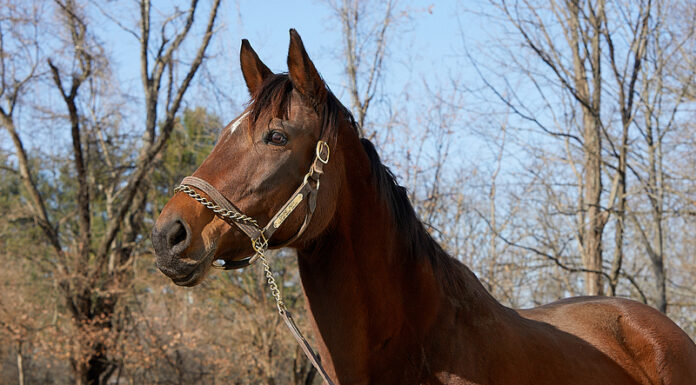 Adoptable horse Divine Indy