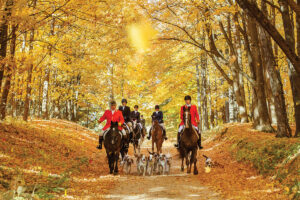 A Different Approach to Fox Hunting