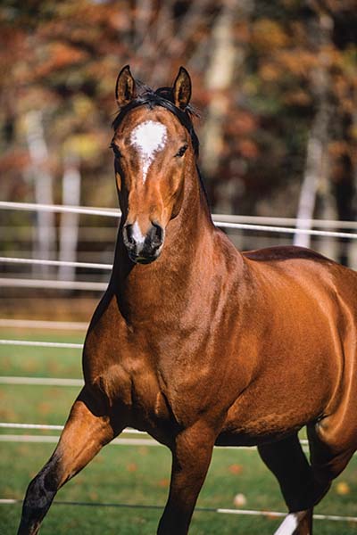 bay horse in field