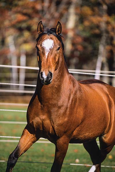 bay horse in field 