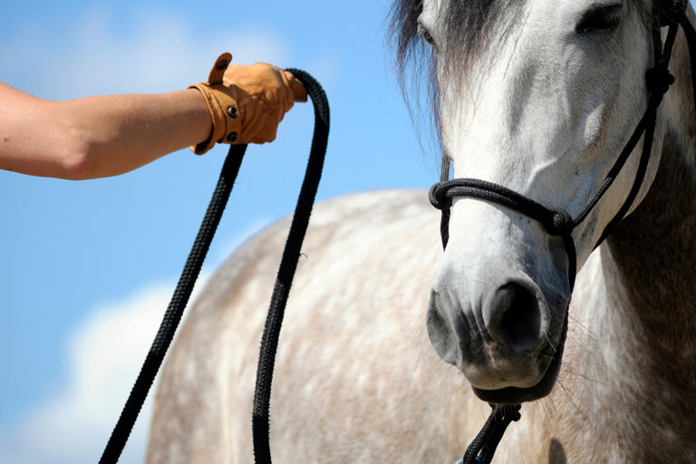 Unlock the Secret to Equine Behavior - Horse Illustrated