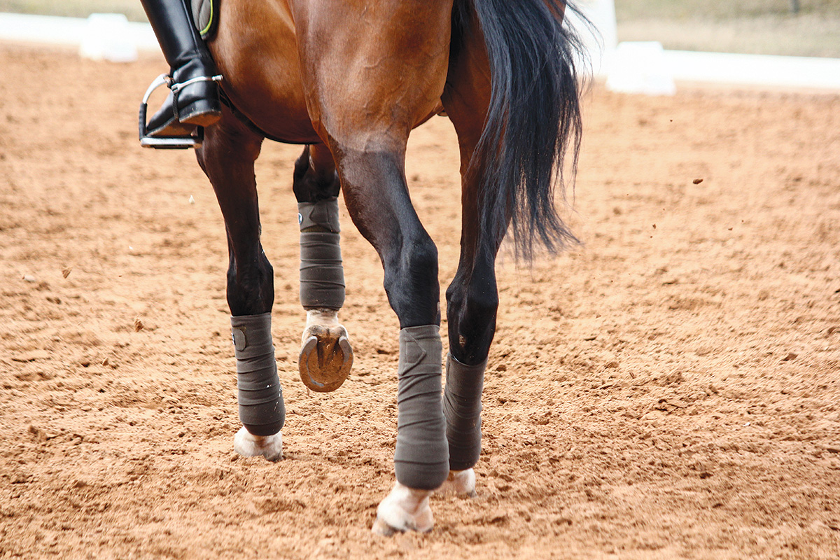 The legs of a sport horse can suffer from equine osteoarthritis