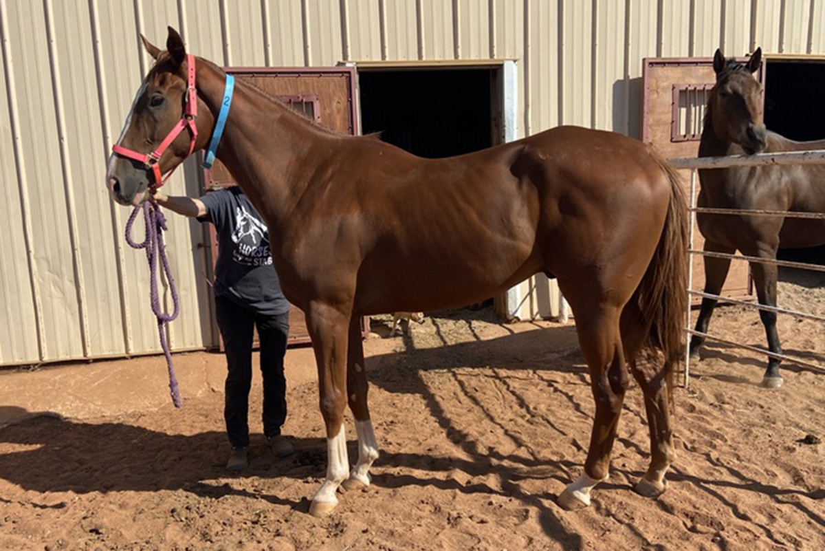 OTTB gelding Evan's Envy, adoptable horse of the week