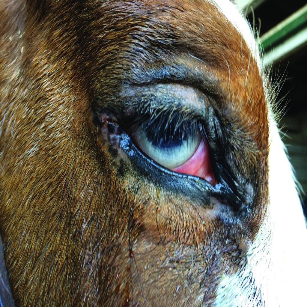 equine eye ulcer