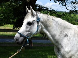ASPCA Right Horse Adoptable Horse of the Week: FA Sunday Rose