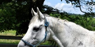 Adoptable horse FA Sunday Rose.