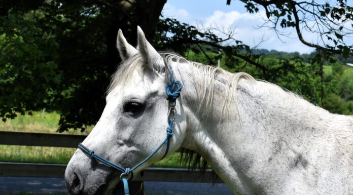 Adoptable horse FA Sunday Rose.