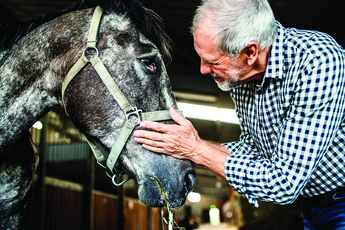 Vet Adventures: When a Horse Favors a Leg